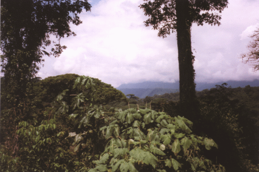 Regenwald bei San Jos
