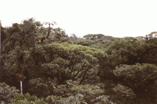 Regenwald aus der Vogelperspektive