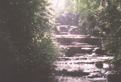 Regenwald bei Palenque